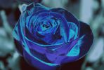 DMfan_Depeche_Mode_Blue_dress_by_MonAmure_wallpaper.jpg